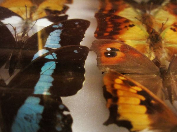 Helena-Maratheftis-butterflies-tanzania-05