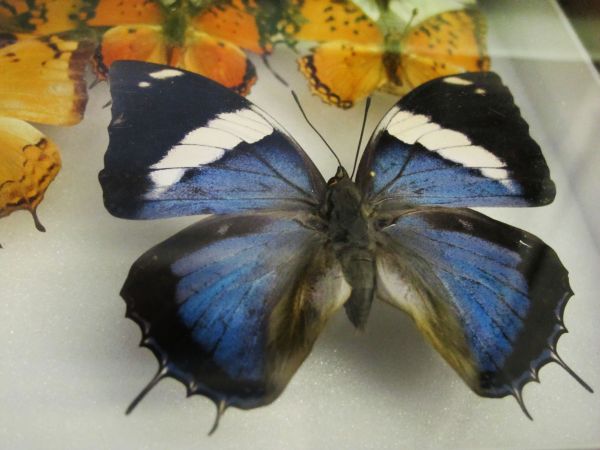 Helena-Maratheftis-butterflies-tanzania-07